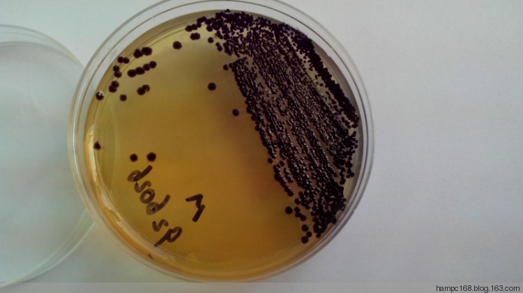 MAC 24h菌落.jpg MAC 24h菌落.jpg
