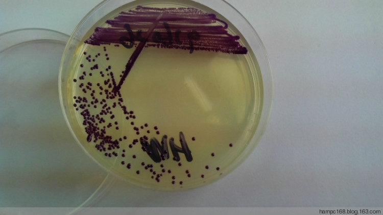 MHA 24h菌落.jpg MHA 24h菌落.jpg