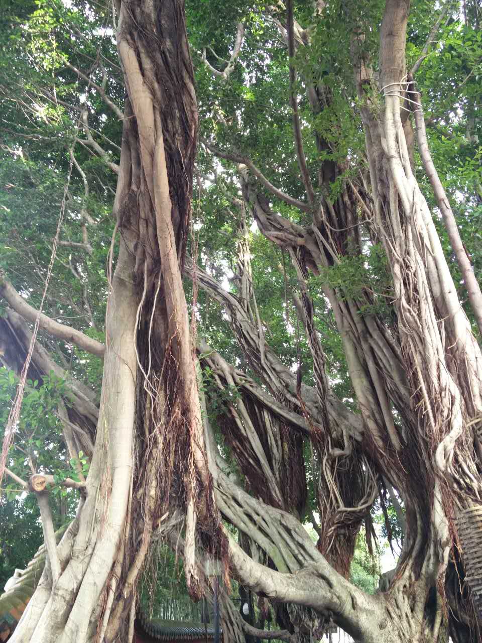 webwxgetmsgimg (38).jpg