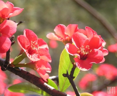  呵呵~忘了叫什么花了