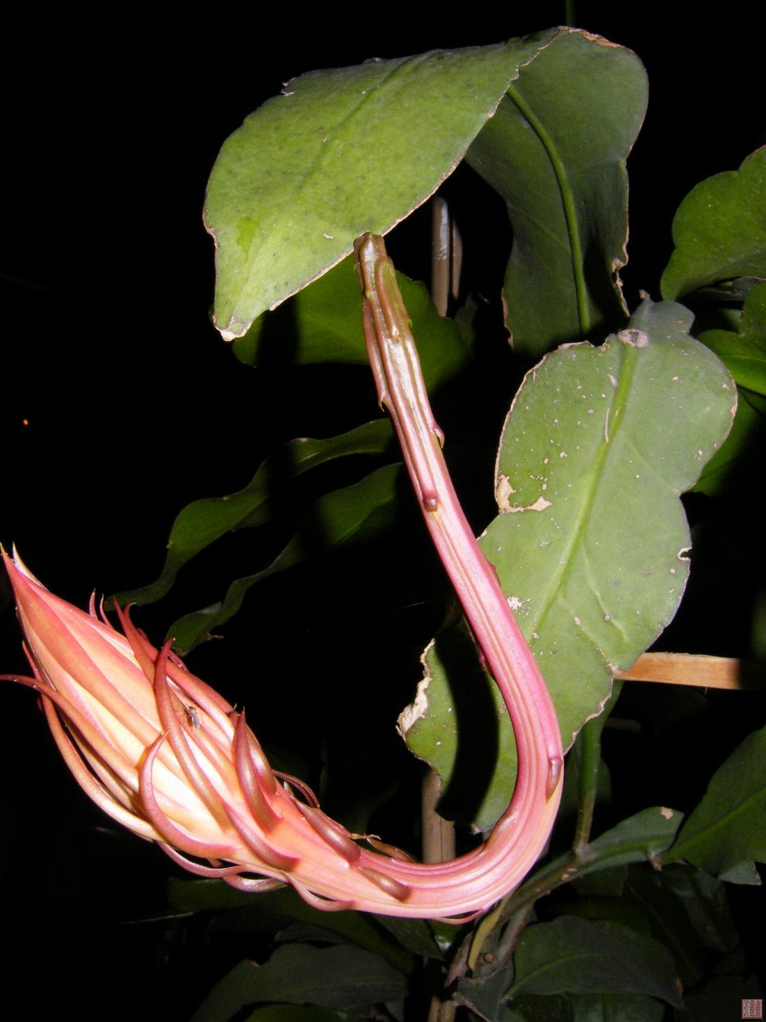 调整大小 旋转 DSCF0110.JPG