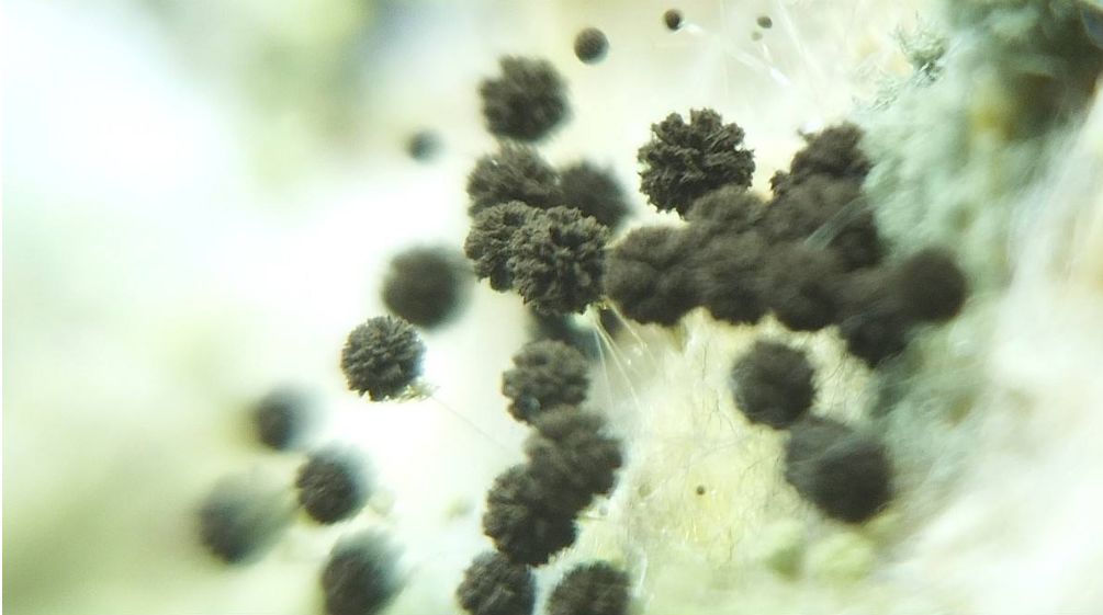 倪晓平：风雨过后如何防霉制霉10问10答（上）